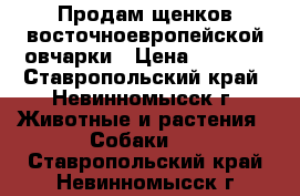 Продам щенков восточноевропейской овчарки › Цена ­ 3 000 - Ставропольский край, Невинномысск г. Животные и растения » Собаки   . Ставропольский край,Невинномысск г.